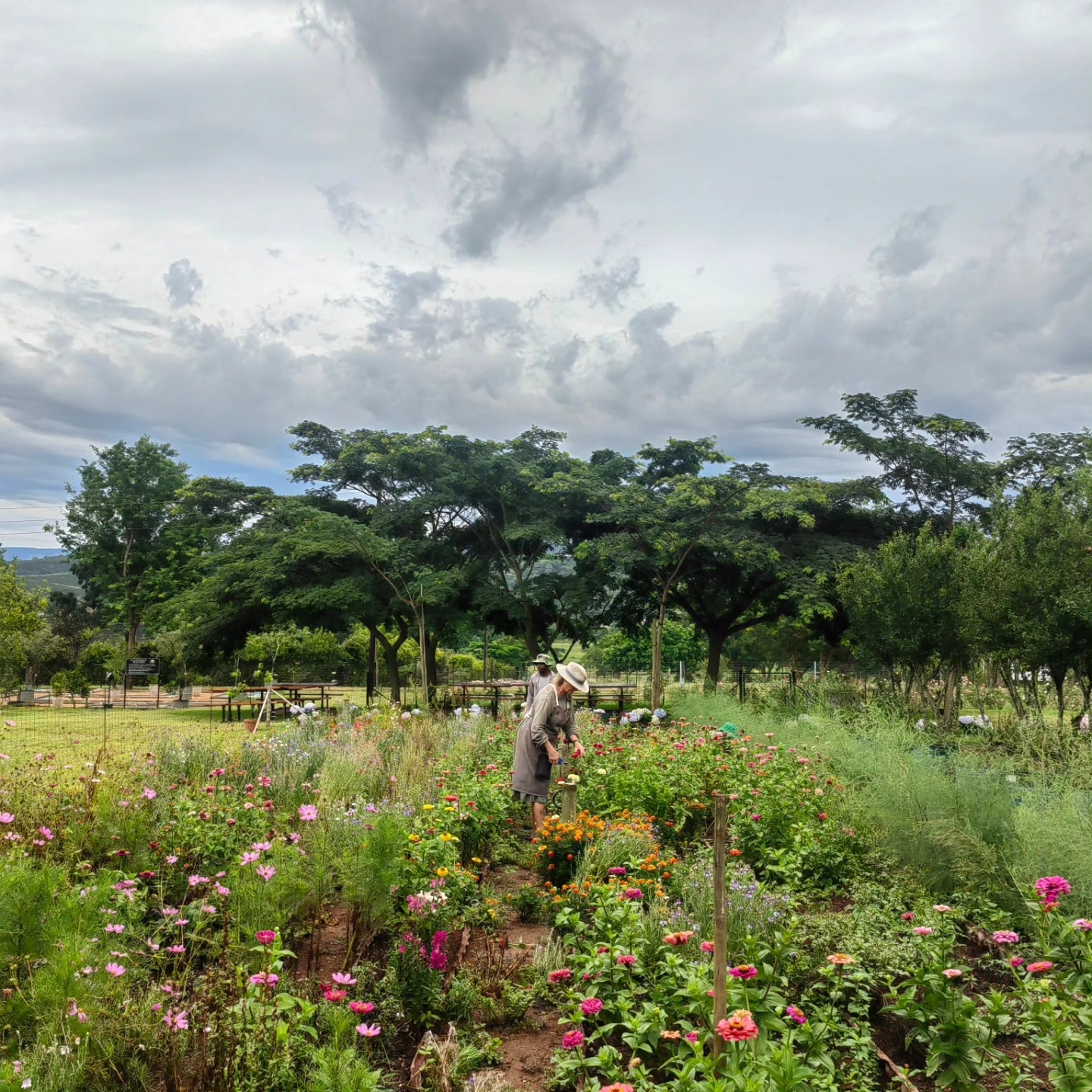 Plantsman 2